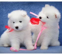Samoyed puppies for sale