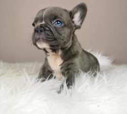 EXCELLENT FRENCH BULLDOG PUPPIES