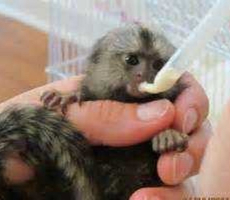 Pygmy Marmosets Monkey for Sale