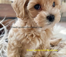 Playful and Socialized Maltipoo Puppies