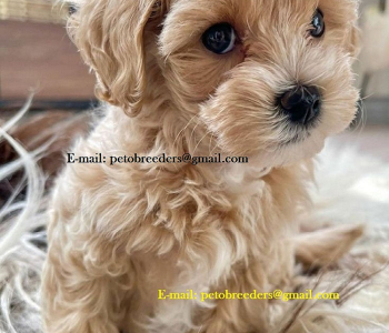 Playful and Socialized Maltipoo Puppies