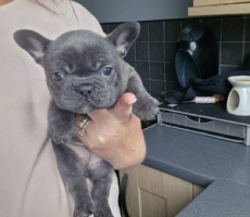French Bulldog Puppies for Sale