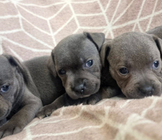 KC registered Staffordshire pups for sale